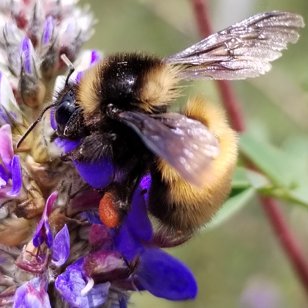 Bombus robustus