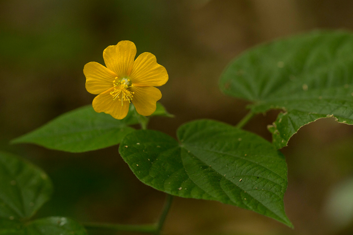 Abutilon lauraster Hochr.