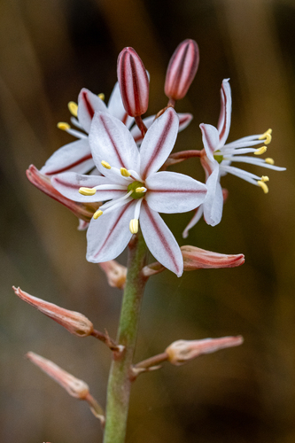 Hairy Capespinach (Trachyandra hirsuta)