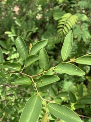 Margaritaria discoidea nitida