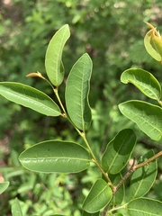 Margaritaria discoidea nitida
