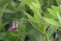 Lathyrus palustris pilosus