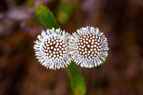 Berzelia ecklonii (Berzelia ecklonii)
