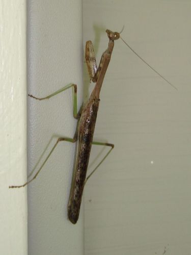 Stagmomantis carolina