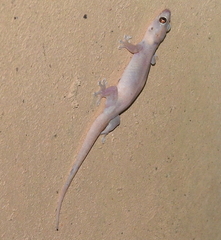 Gehyra mutilata
