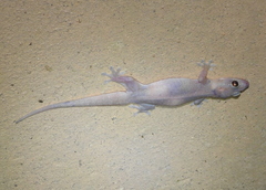 Gehyra mutilata