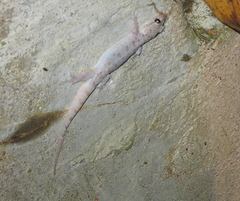 Gehyra mutilata