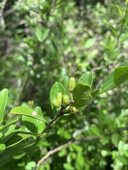 Erythroxylum emarginatum