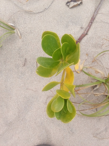 coastal inkberry