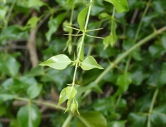 Azima sarmentosa