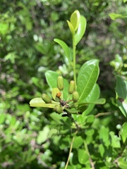 Erythroxylum emarginatum
