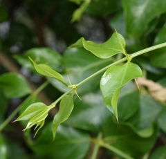 Azima sarmentosa