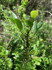 Erythroxylum emarginatum