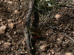 Arcyptera microptera