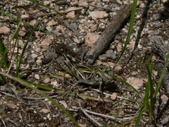 Arcyptera microptera