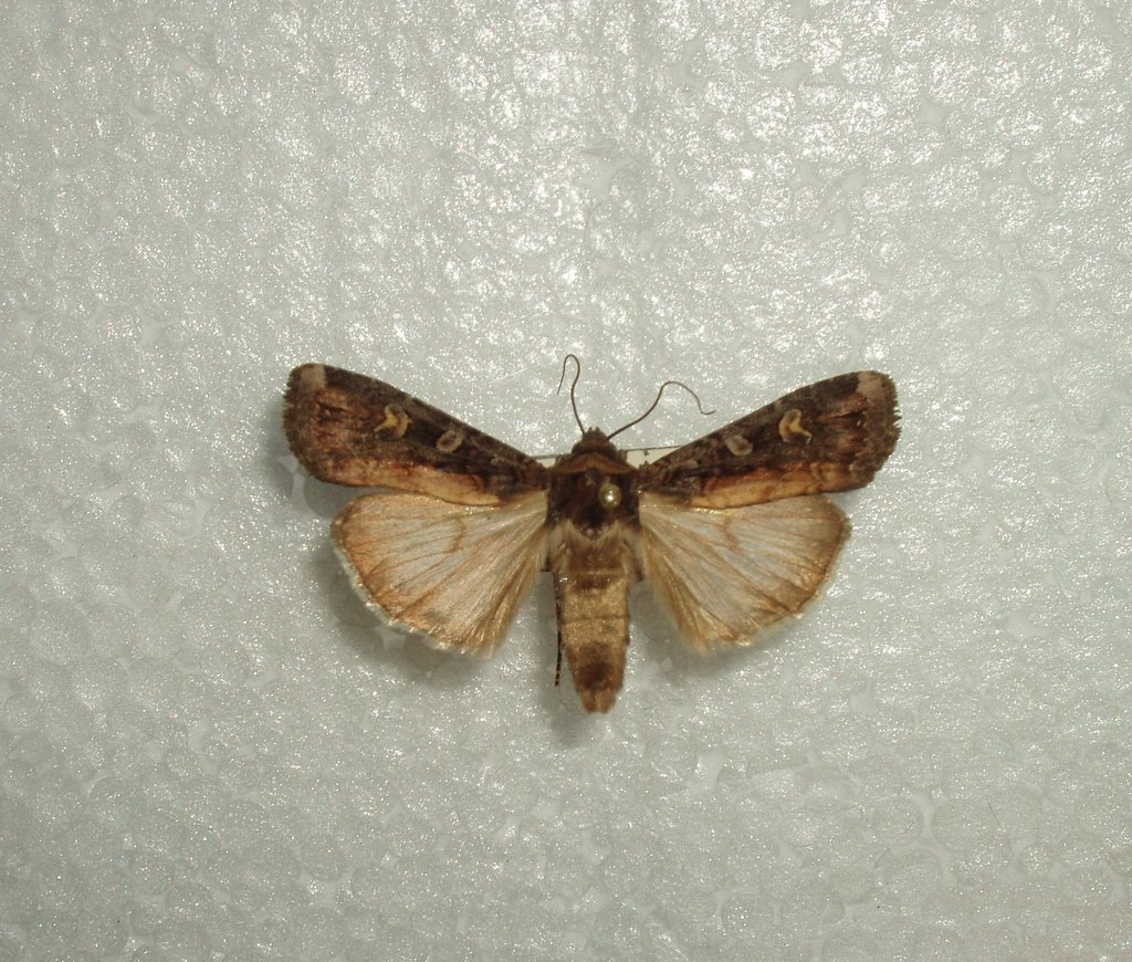 Actebia