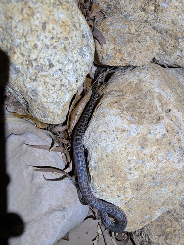 Spotted Python sighting