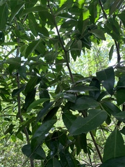 Maytenus peduncularis