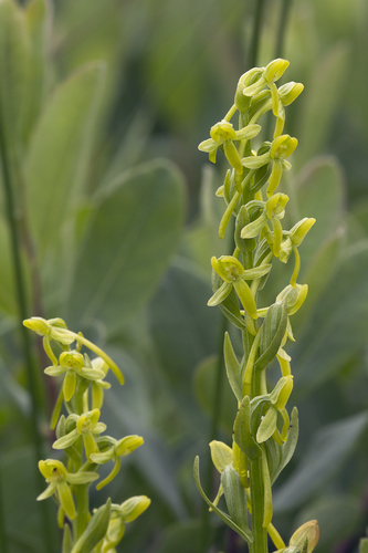 Platanthera tipuloides iNat (3)