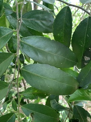 Maytenus peduncularis