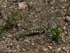 Angaracris barabensis