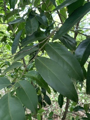 Maytenus peduncularis