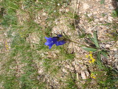 Gentiana decumbens