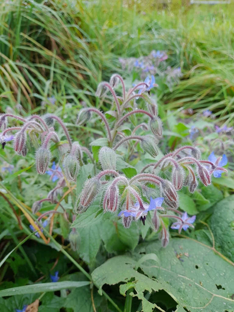 Borago officinalis