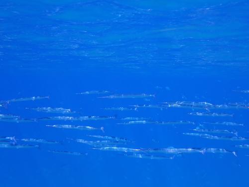 Garfish (Belone belone) — Belonidae — 5