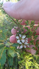 Leptospermum liversidgei