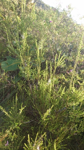 Image of Lemon-Scented Tea-Tree (Leptospermum liversidgei) by (c) Tim, some rights reserved (CC BY)