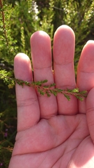 Leptospermum liversidgei