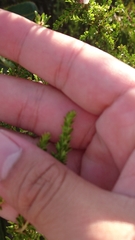 Leptospermum liversidgei
