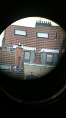 Columba livia domestica