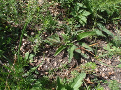 Gampsocleis sedakovii