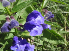 Scutellaria scordifolia
