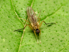 Platypalpus discifer