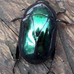 Macraspis rufonitida