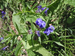 Scutellaria scordifolia