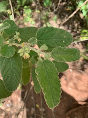 Corchorus kirkii