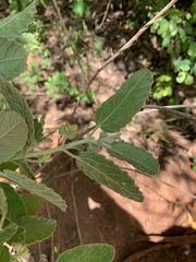 Corchorus kirkii