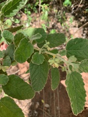 Corchorus kirkii