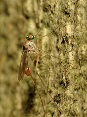 Neurigona carbonifer
