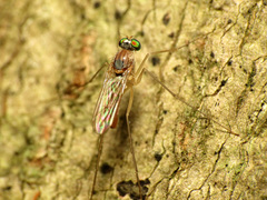 Neurigona carbonifer