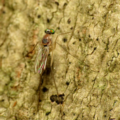 Neurigona carbonifer