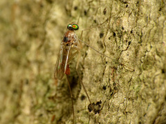 Neurigona carbonifer