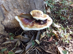Ganoderma