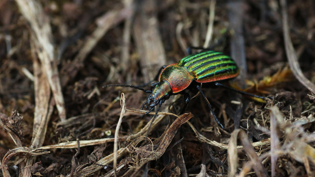 Hemicarabus