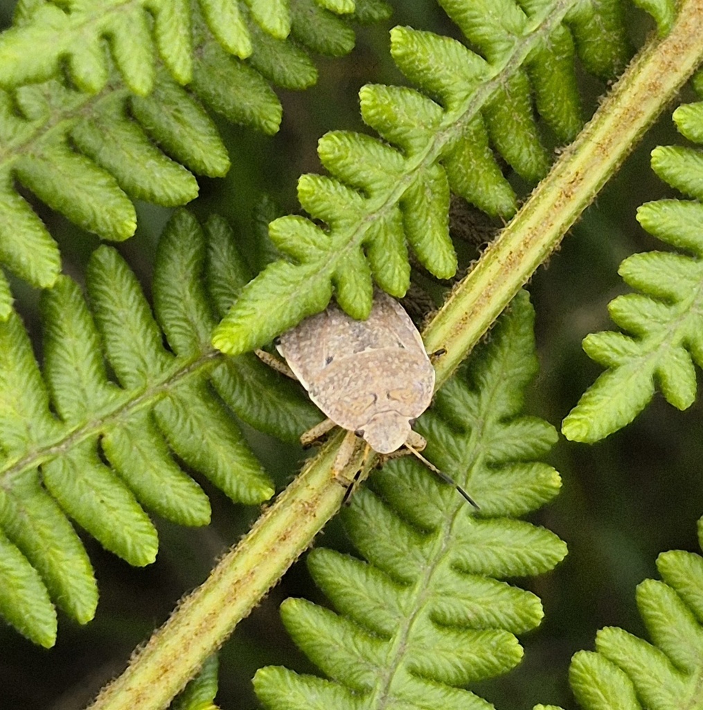 Bracken Stink Bug