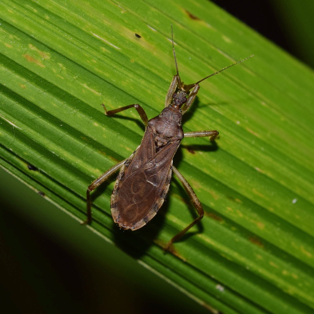 Lisarda coenosa